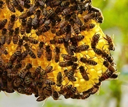 Bienen