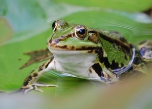 Frosch